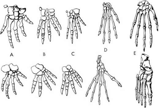 chimpanzee hand morphology chimpanzee hand morphology
