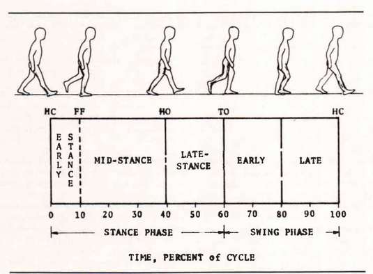 Figure 1. Components of a gait cycle. HC - Hee | O&P Digital Resource ...
